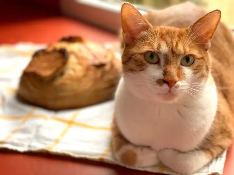 Šta svakog jutra rade najsrećniji ljudi na svijetu i zbog toga žive 100 godina