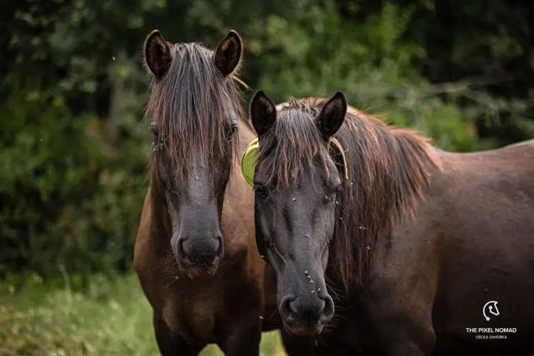 Ergela bosanskih brdskih konja kod Stoca: Konjima treba malo ljubavi i truda
