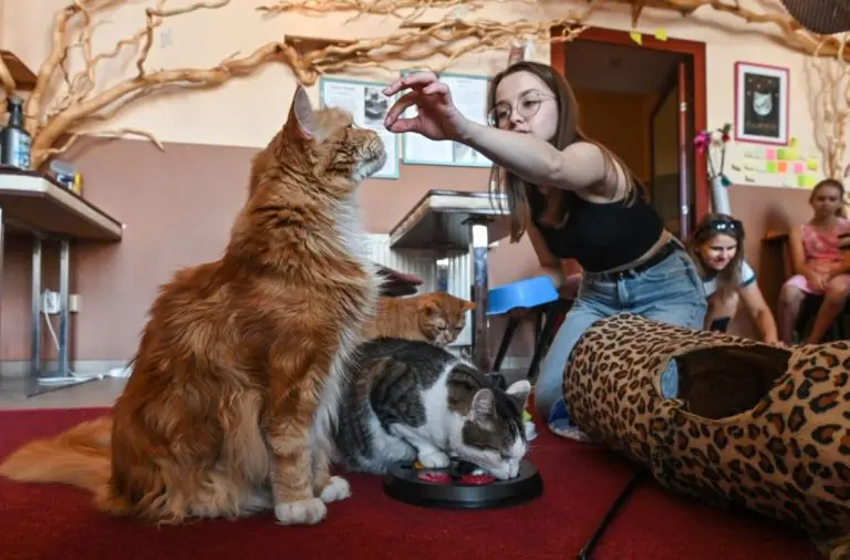 Poljska: Kafić u Krakowu omogućava gostima druženje s mačkama