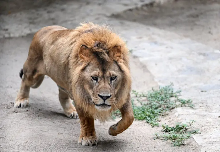 Životinje se više boje ljudskih glasova nego lavova