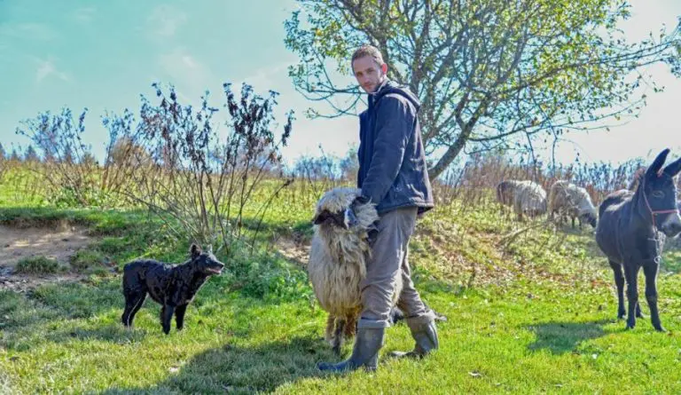 Čoban zarađuje 2.000 KM i ima 130 ovaca: Nizašta se ne bih mijenjao