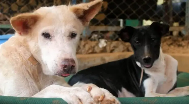 Transformacija napuštenog i bolesnog psa VIDEO