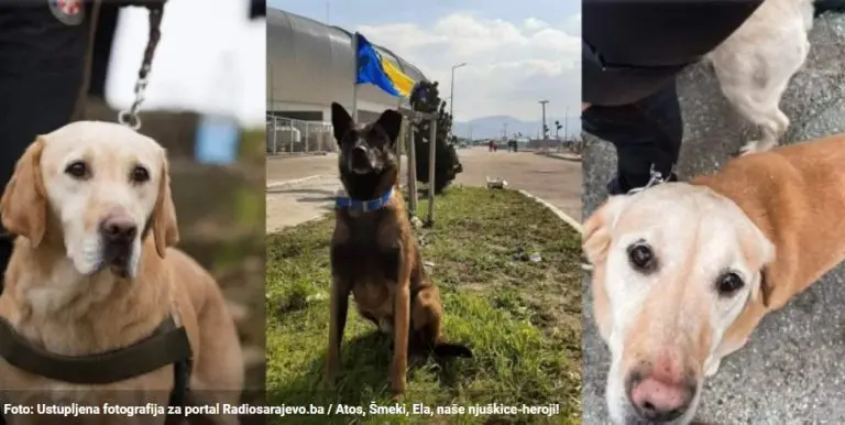 Upoznajte pse iz BiH koji su spašavali ljude u Turskoj: I Šmeki, Ela i Atos su naši heroji!