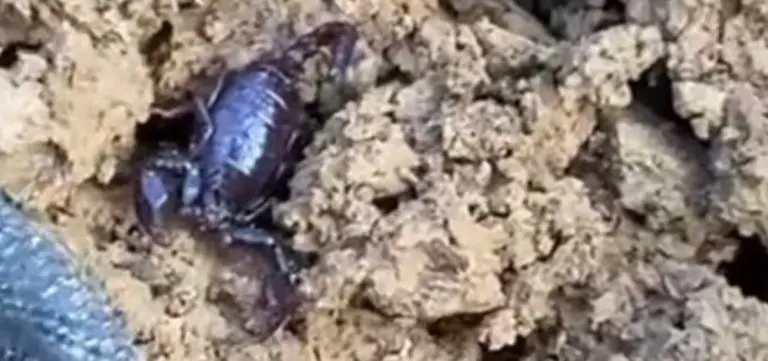 EVO ŠTA BUDE KADA UBODE Na poznatom izletištu u Banjaluci snimljena OPASNA PAUKOLIKA ŽIVOTINJA