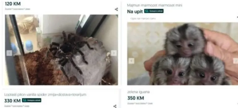 Nakon lava, na OLX-u se može kupiti piton za 350 KM, tarantule do 150 KM…