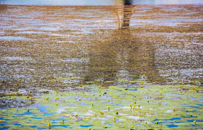 Šta su činjenice, a šta dezinformacije: Danas je godišnjica proboja zarobljenika koncentracionog logora Jasenovac