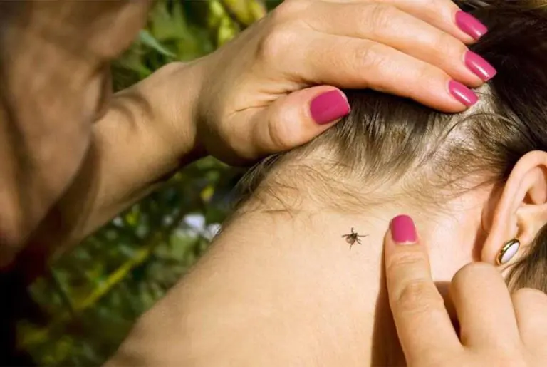 Hiljade krpelja zauzelo kuću! Porodica u panici, veterinari šokirani prizorom