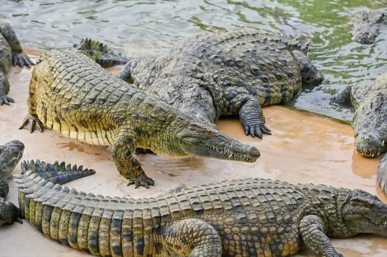 Park krokodila u Dubaiju dom za 250 grabežljivca (FOTO)