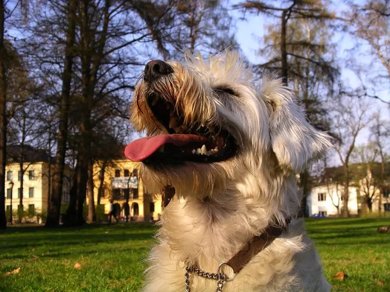 Dokazano je: Psi plaču od sreće kada se ponovno sretnu sa svojim vlasnicima