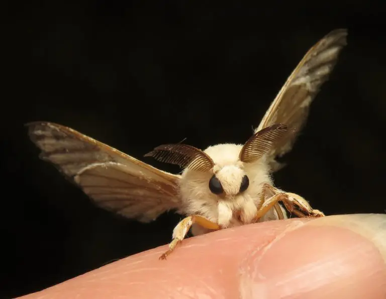 Ovaj materijal čvršći je od kevlara čak šest puta: Svilene bube modifikovane da prave paukove niti