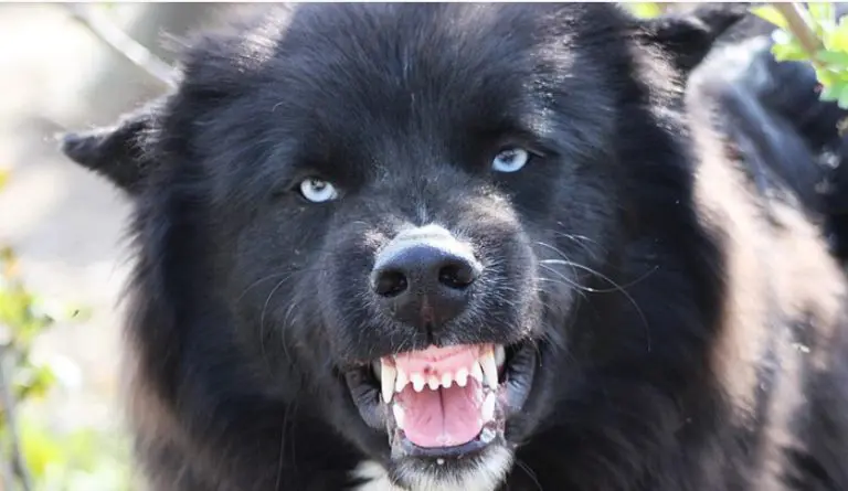 Ako vodite opasnog psa ulicama bez brnjice možete dobiti kaznu od 100