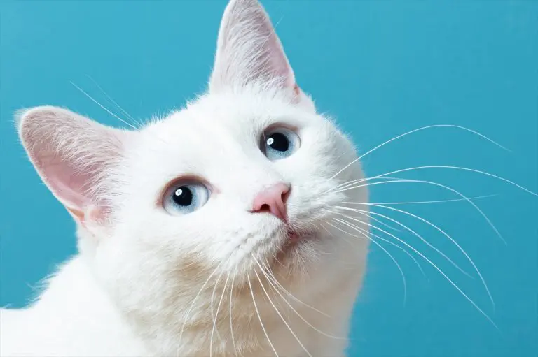 Danas se obilježava Međunarodni dan mačaka (FOTO)