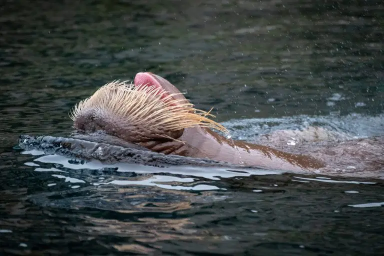 Norvežani skupljaju novac za spomenik moržici ubijenoj zbog znatiželjnih promatrača