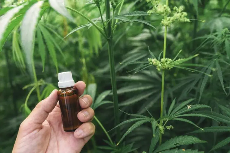 Legalizacija ulja kanibasa na čekanju, država od bolesnih pravi kriminalce