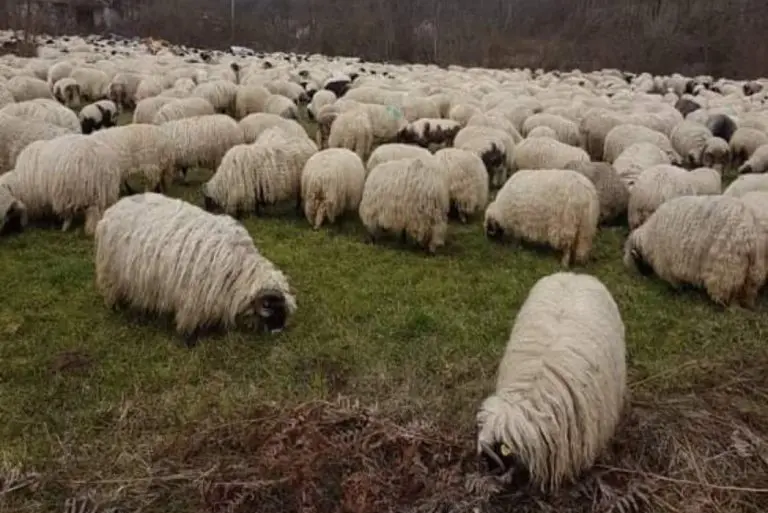 Slovenija: 90 ovaca stradalo od udara groma