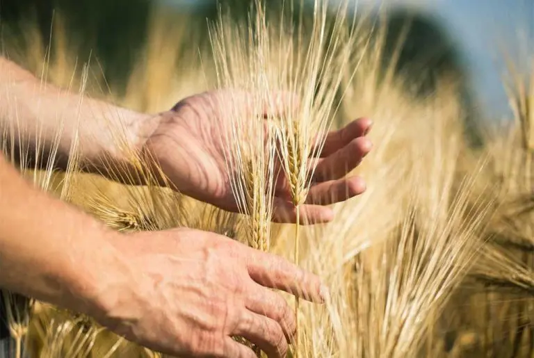 Kifla skuplja od kilograma pšenice – ratari spašeni samo podsticajima