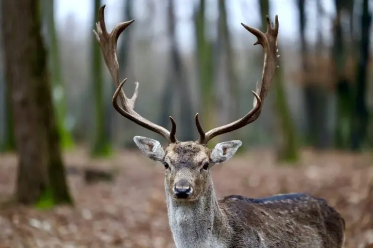 Bajkoviti prizori u okolini Tuzle: Stotine jelena šetaju na otvorenom