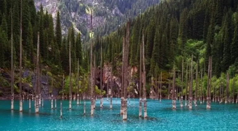 Najčudnija šuma na svijetu u kojoj drveće raste naopako