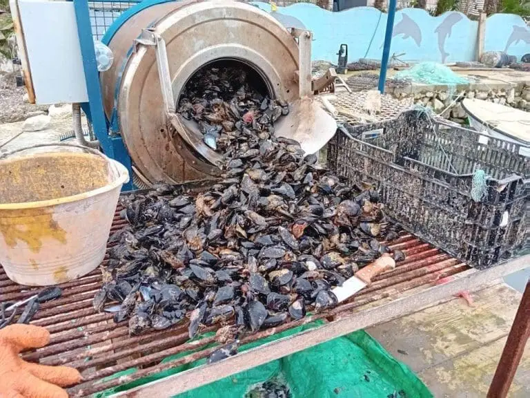 Vatrogasac i ronilac iz Neuma o uzgoju školjki: Prvo je to bio hobi, a danas i obrt