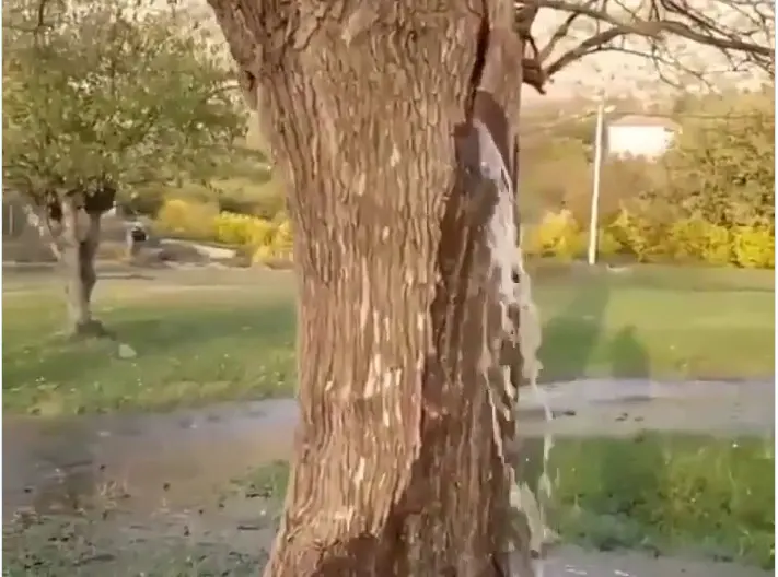 Prirodni fenomen u Crnoj Gori: Voda izvire iz stabla, kako je to moguće VIDEO