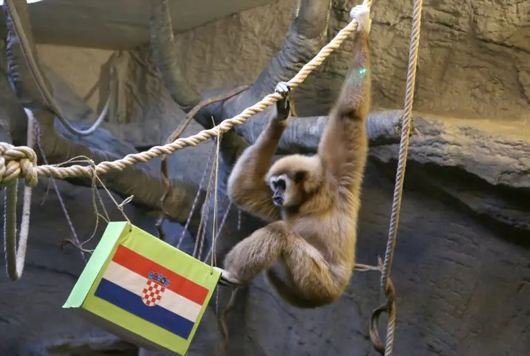 Gibon Kent uvjeren u nastup Hrvatske u finalu Svjetskog prvenstva