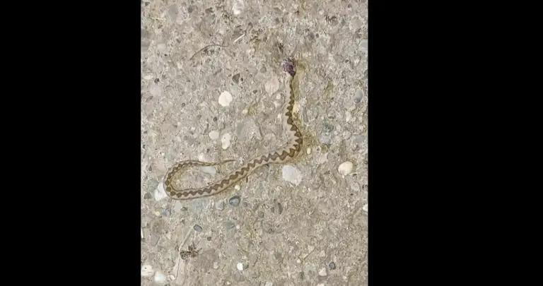 Poskok ugrizao djevojčicu, objavljena fotografija reakcije na otrov: ‘Budite na oprezu! Izlaze kao nikada do sada!‘