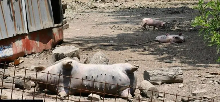 U Bijeljini traže radnike za utovar eutanaziranih svinja, evo kolika je dnevnica