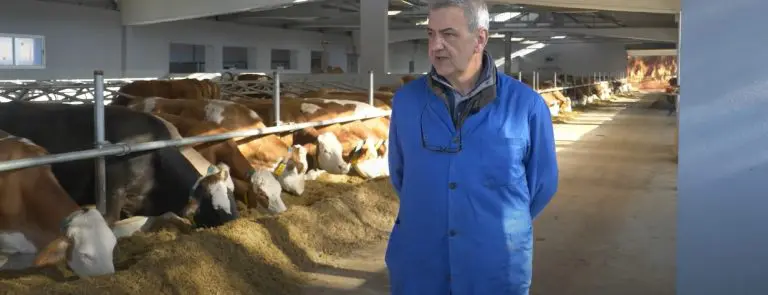 Na ovoj farmi krave žive kao kraljice: Gazda iz Viteza svakoj ponaosob kupio dušek od 100 evra (VIDEO)