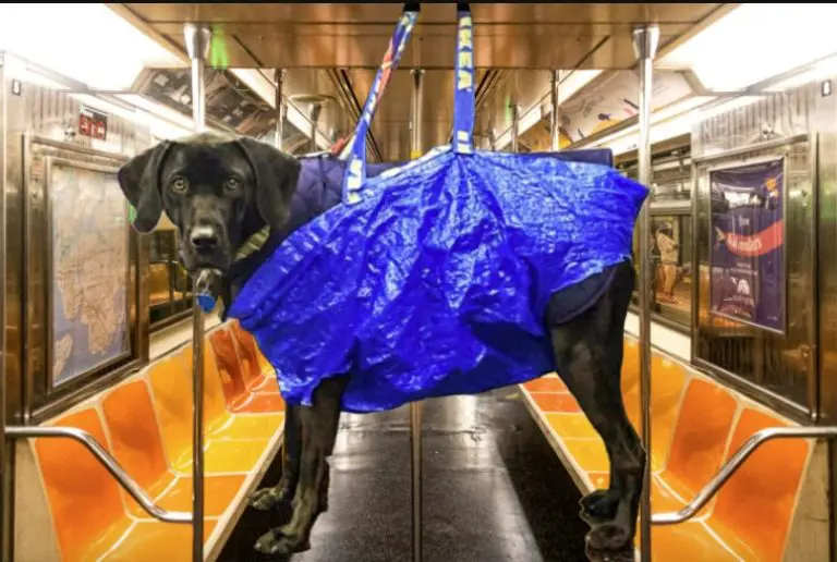 Psima zabranjen prevoz podzemnom željeznicom “ako ne mogu stati u torbu”. Kreativni vlasnici našli “rupu” u zakonu (FOTO)