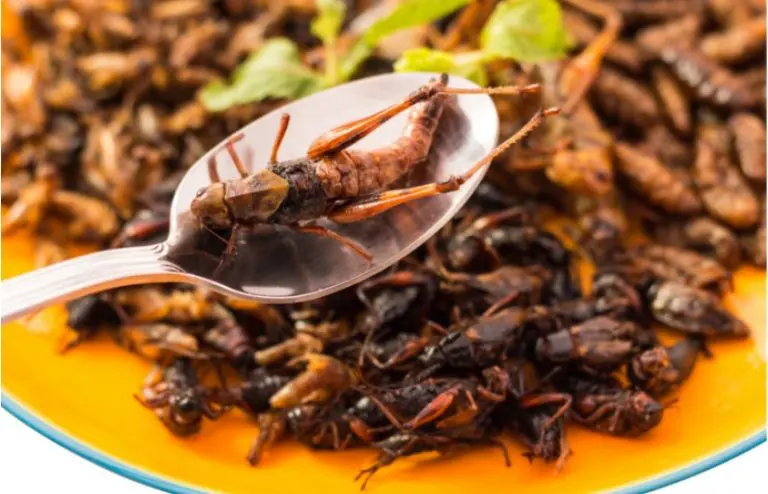 “Na kašiku”: Zašto EU uvodi insekte u prehranu? Cvrčci, skakavci, crvi na meniju