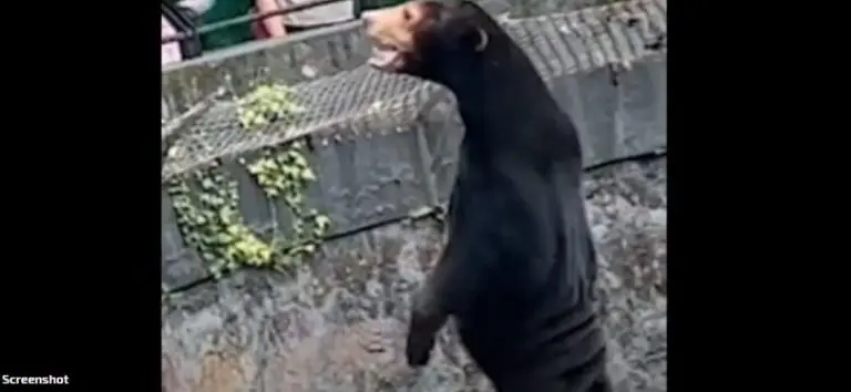 Ovo je medvjed u Kini za kojeg ljudi misle da je čovjek obučen u medvjeda VIDEO