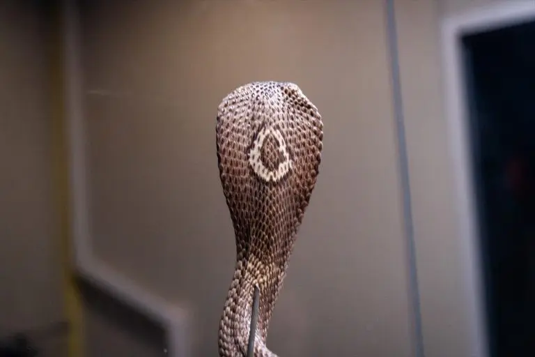 “Farma zmija” postoji već 100 godina, evo čemu služi