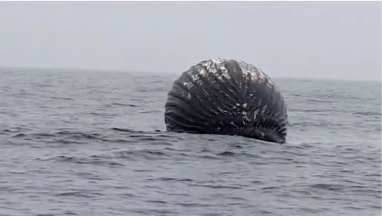 „Ribar sam 27 godina i nikada nisam video ovo“: Otkrio šta je crna kugla koju je ugledao u vodi