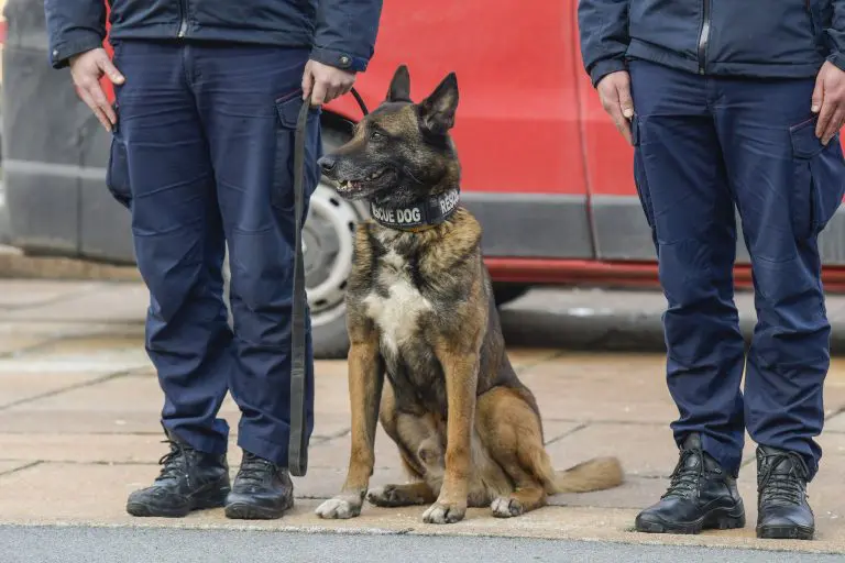 Ponovo u akciji pas ZIGI: Tragao za ljudima u ruševinama u Turskoj, kreće večeras u Bor