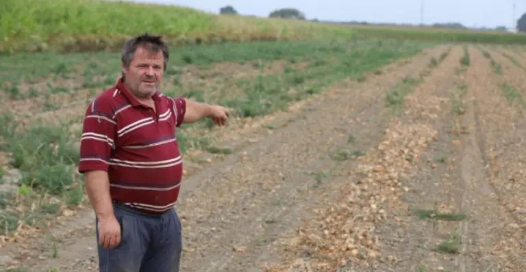 Tihomiru ukrali tonu luka: Oduzeo mi je sve, dobio je gotov proizvod, a mi se mučimo