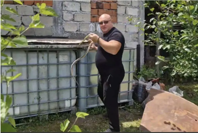 NEOBIČNO ZANIMANJE Hvatač zmija Vladica ovih dana ima pune ruke posla