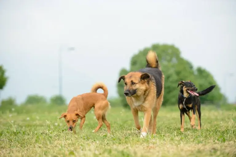 Poziv nadležnim vlastima na hitnu reakciju u povodu javne izjave o protivzakonitom i brutalnom uništavanju napuštenih pasa u Republici Srpskoj