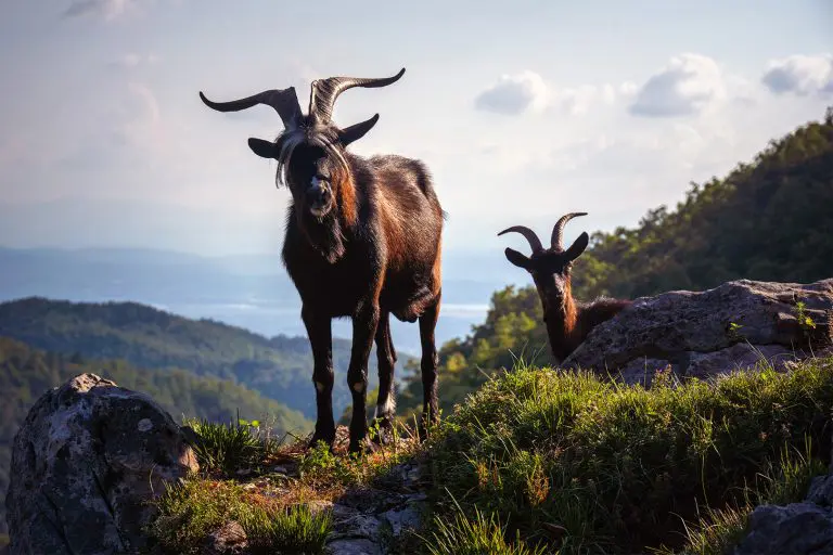 Fotograf zabilježio rijedak prizor: Naša slavna planina dobila je ime po ovim nestašnim bićima