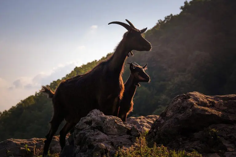 Divlje koze terorišu stanovnike italijanskog ostrva: Gore su od vulkana
