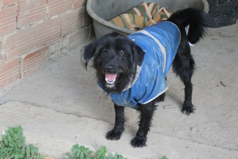 Humanitarni pseći bazar: Šarena dvorišna rasprodaja za pse i ljude