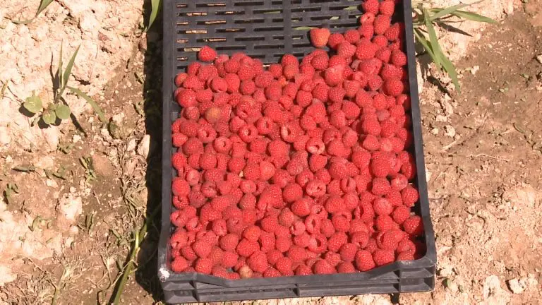 Malinari Srebrenice i Bratunca: Svaka cijena ispod 5, 5 KM je neprihvatljiva