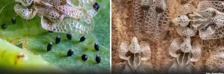 Najezda stjenica, zalijepe se za odjeću, znaju i ugristi