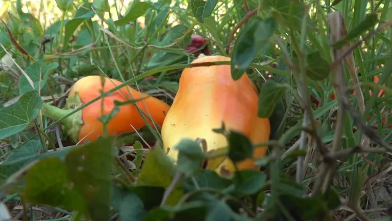 Sezonski rad na udaru u RS: “„Što smo jeli domaće paprike i kupus, jeli smo”