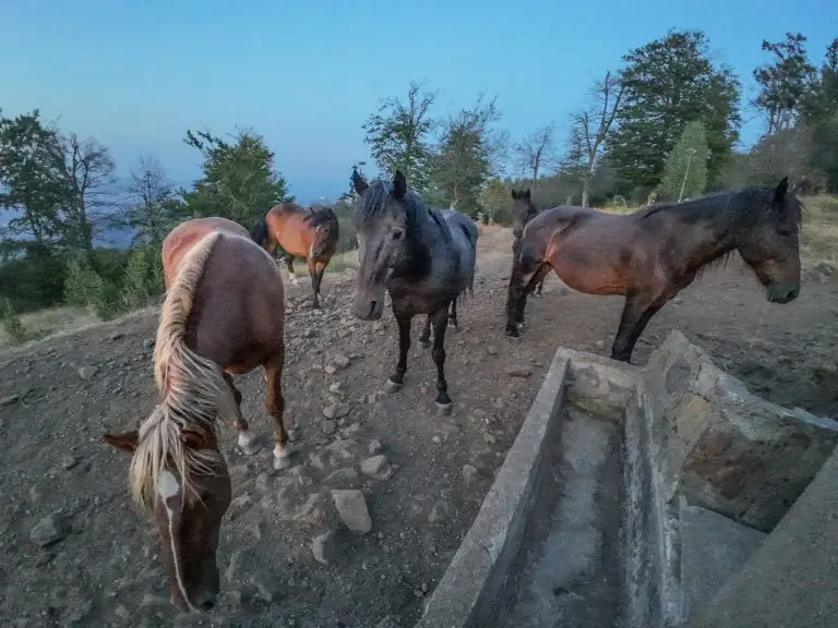 Tužan prizor i u komšiluku: Krdo ŽEDNIH KONJA kruži oko praznog korita za vodu