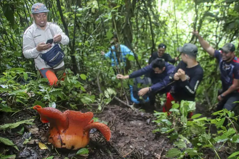 Procvjetao najveći cvijet na svijetu (FOTO)