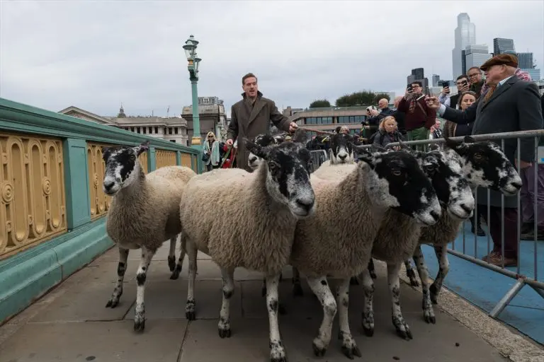 Neobična manifestacija u Londonu: Ovce prošetale centrom britanske prijestonice