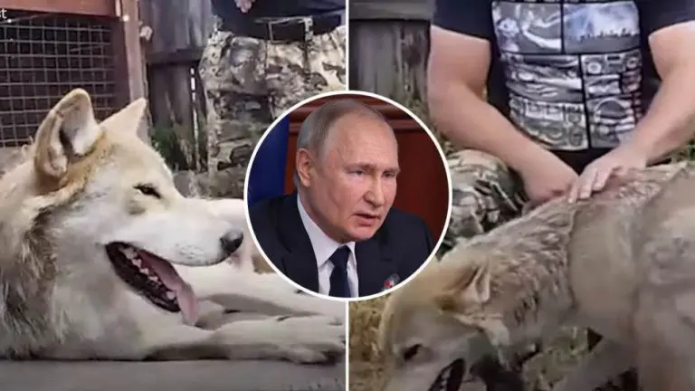 Neobična taktika Rusa, divljim zvjerima na neprijateljske dronove: Putin šalje vukove na front