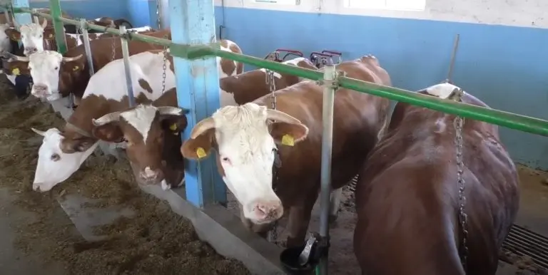 Mljekari otkrili opasne nivoe aflatoksina u uvezenoj stočnoj hrani! Traže hitnu reakciju institucija i Tužilaštva BiH