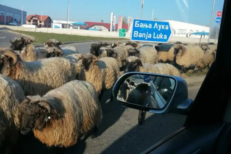 Nesvakidašnja pojava: Ovce blokirale saobraćaj u kružnom toku