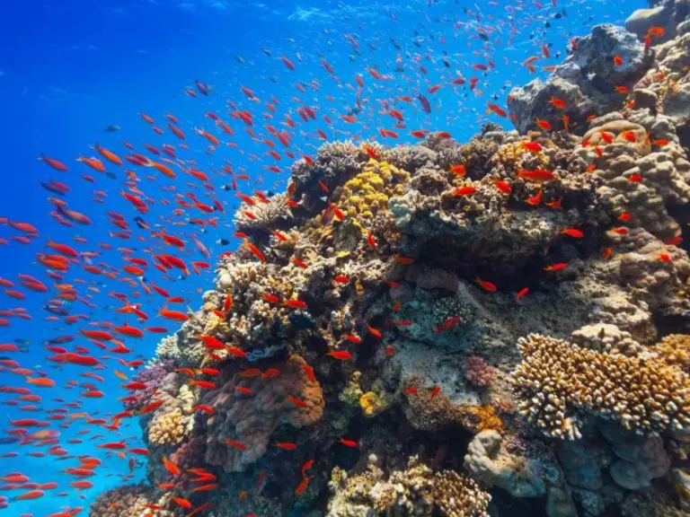 Otkriven najveći koral na svijetu: Može da se vidi iz svemira